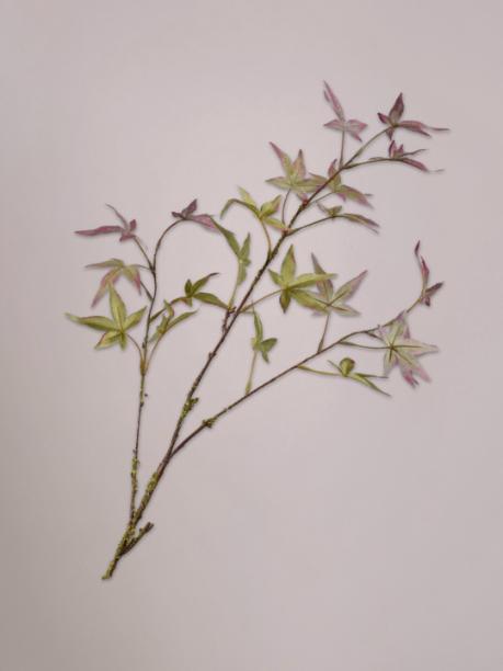Silk-ka Esdoorn Tak Paars/Groen