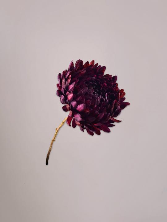 Silk-ka Chrysant Tak bordeaux van 76 cm als levensechte kunsttak van zijde in een elegante vaas.