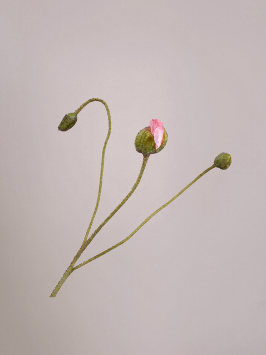 Roze klaproos 87 cm met drie knoppen, één bijna open en groene tak