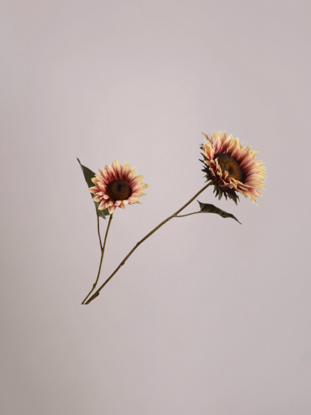 Silk-ka Zonnebloem Crème-Rood 75 cm zijden zonnebloem met natuurlijke kleurverloop voor elegante interieurdecoratie