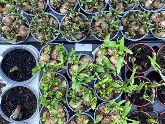 Bloembollen planten voor een kleurrijk voorjaar!