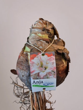 Amaryllisbol