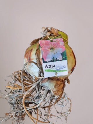 Amaryllisbol