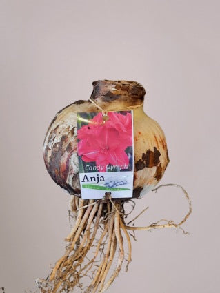 Amaryllisbol