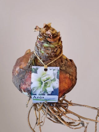Amaryllisbol
