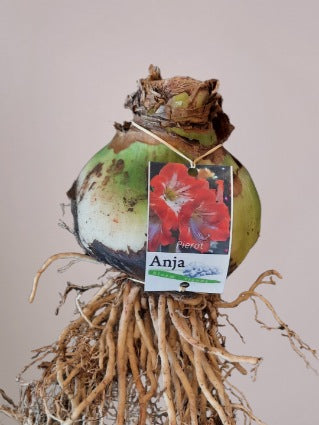 Amaryllisbol