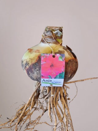 Amaryllisbol