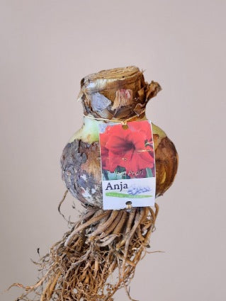 Amaryllisbol