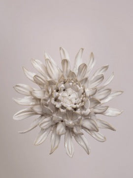 Chive Keramische Bloem Ivory Spider Mum