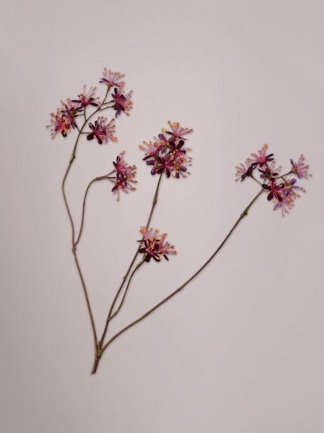 Silk-ka Capparis Tak Bordeaux
