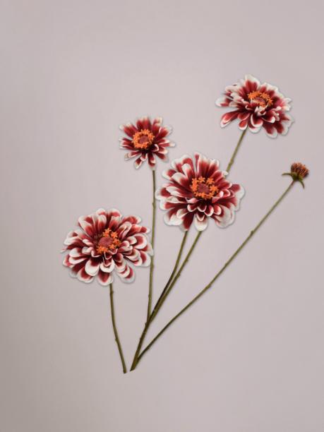 Silk-ka Zinnia Tak Creme/Rood