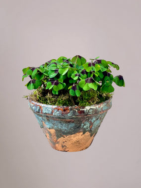 Detail van groene blaadjes van een geluksklaver als geluk cadeau