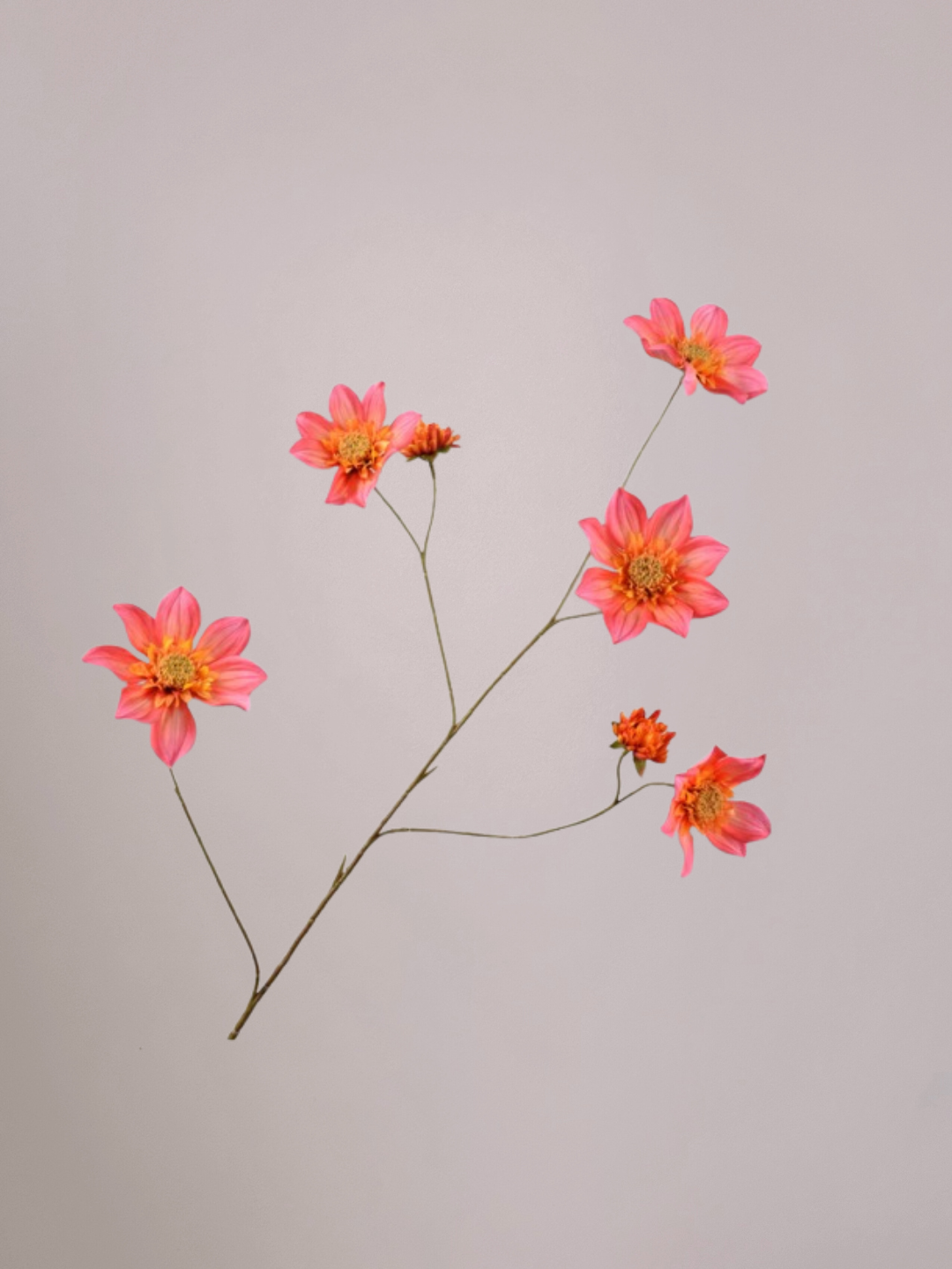 Levensechte Silk-ka dahlia roze kunstbloem van 107 cm met volle bloemkop en zachte roze tint. Onderhoudsvrij en stijlvol, geselecteerd door Anja Bloementrends.