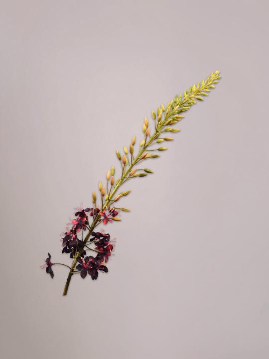 Silk-ka Eremurus Steel bordeaux van 107 cm als levensechte kunsttak van zijde in een hoge vaas.