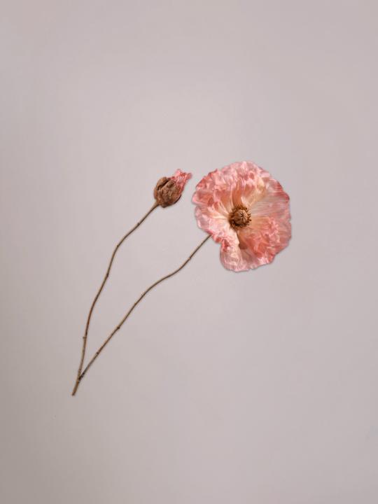 Silk-ka Klaproos Steel roze van 82 cm als levensechte kunsttak van zijde in een stijlvolle vaas.