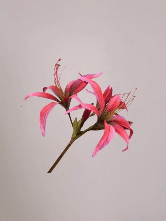 Silk-ka Amaryllis Roze 80 cm op steel, realistische zijden bloem voor elegante decoratie voor lichtroze achtergrond.