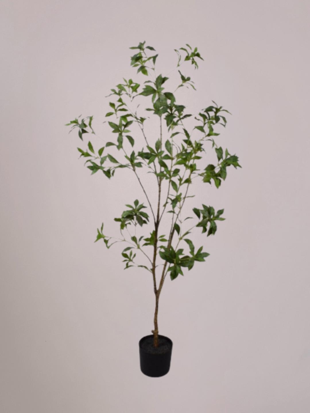 Levensechte Silk-ka Pittosporum kunstboom binnen groot, 150 cm hoog, met realistisch blad en stevige pot. Onderhoudsvrije grote kunstboom, verkrijgbaar bij Anja Bloementrends.