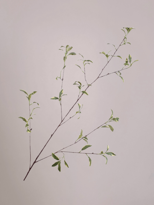 Pittosporum tak groen-licht 148 cm van Silk-ka als realistische kunst planten tak