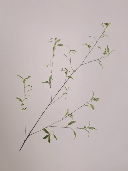 Pittosporum tak groen-licht 148 cm van Silk-ka als realistische kunst planten tak